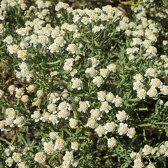 Achillea santolinoides
