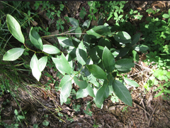 Lindera glauca