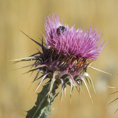 Onopordum macracanthum