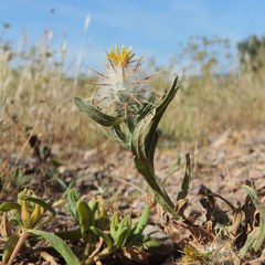 Centaurea eriophora