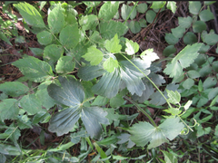 Ranunculus japonicus