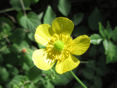 Ranunculus japonicus