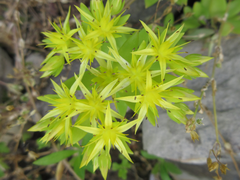 Sedum sarmentosum