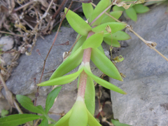 Sedum sarmentosum