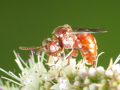 Pasites maculatus