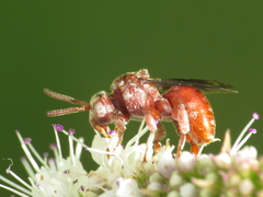 Pasites maculatus