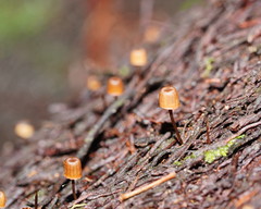 Mycena mamaku