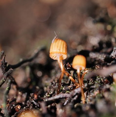 Mycena mamaku