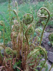 Dryopteris affinis