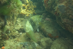 Notolabrus tetricus