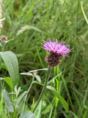 Centaurea decipiens