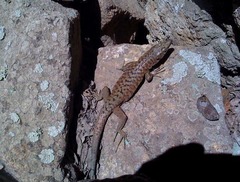 Archaeolacerta bedriagae