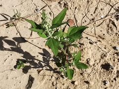 Chenopodium album