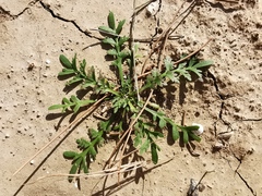 Lepidium coronopus
