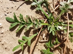 Lepidium coronopus