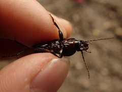Abax parallelepipedus