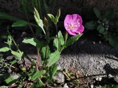 Oenothera rosea