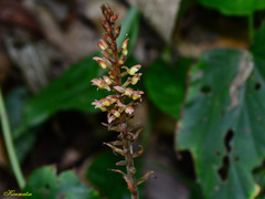 Goodyera rubicunda
