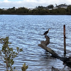 Microcarbo melanoleucos