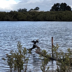 Microcarbo melanoleucos