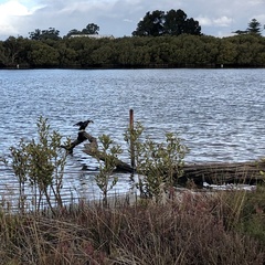 Microcarbo melanoleucos