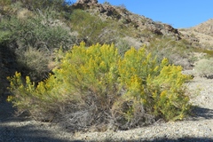 Ericameria paniculata