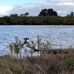 Microcarbo melanoleucos