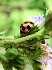 Coelophora bissellata