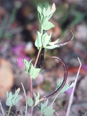 Lotus conimbricensis