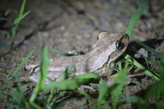 Osteopilus dominicensis