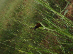 Megischia curvipes
