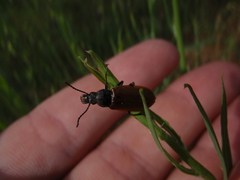 Megischia curvipes