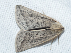 Cycloprorodes melanoxysta