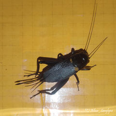 Gryllus bimaculatus