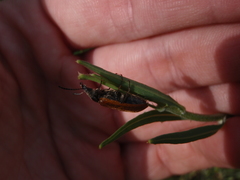 Megischia curvipes