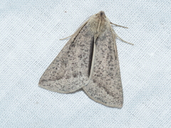 Cycloprorodes melanoxysta