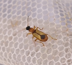 Demetrias monostigma