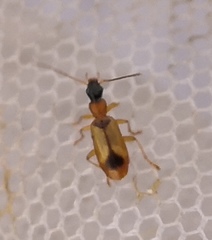 Demetrias monostigma