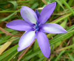 Babiana angustifolia