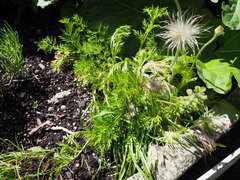 Pulsatilla vulgaris