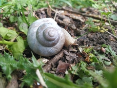 Helix pomatia