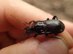 Abax parallelepipedus