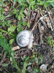 Helix pomatia