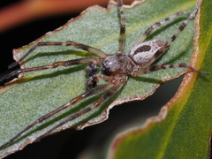Phryganoporus candidus