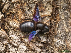 Xylocopa valga