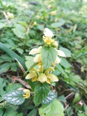 Lamium galeobdolon