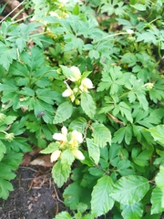Lamium galeobdolon