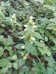 Lamium galeobdolon