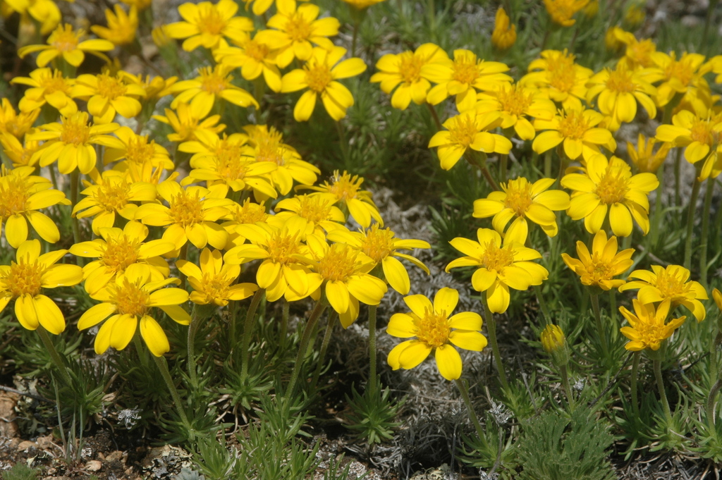 Yukon Goldenweed