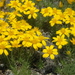 Yukon Goldenweed - Photo (c) sydcannings, some rights reserved (CC BY-NC), uploaded by sydcannings
